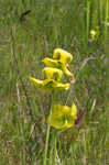 Yellow pitcherplant